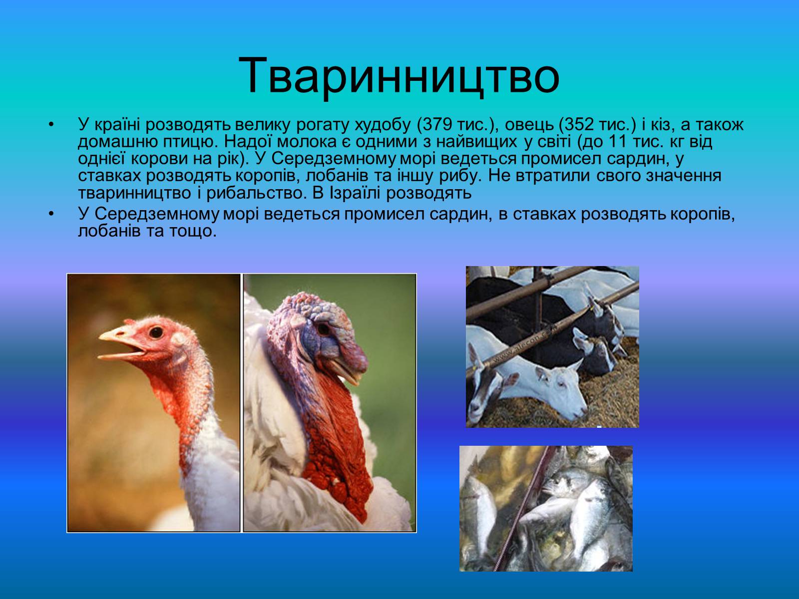 Презентація на тему «Повна характеристика Ізраїлю» - Слайд #10 Презентація на тему «Повна характеристика Ізраїлю» - Слайд #10