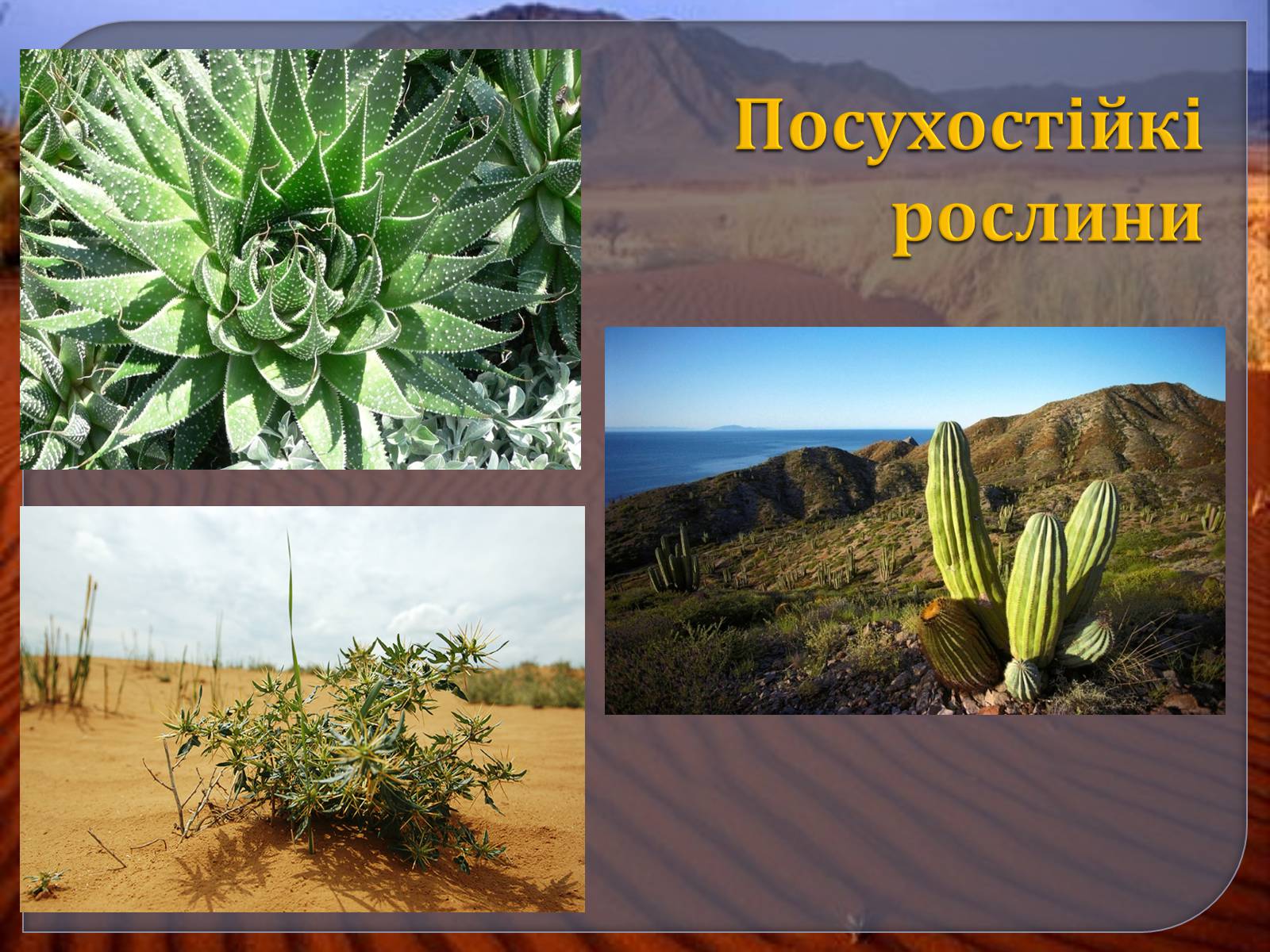 Презентація на тему «Наземно – повітряне середовище» - Слайд #21 Презентація на тему «Наземно – повітряне середовище» - Слайд #21
