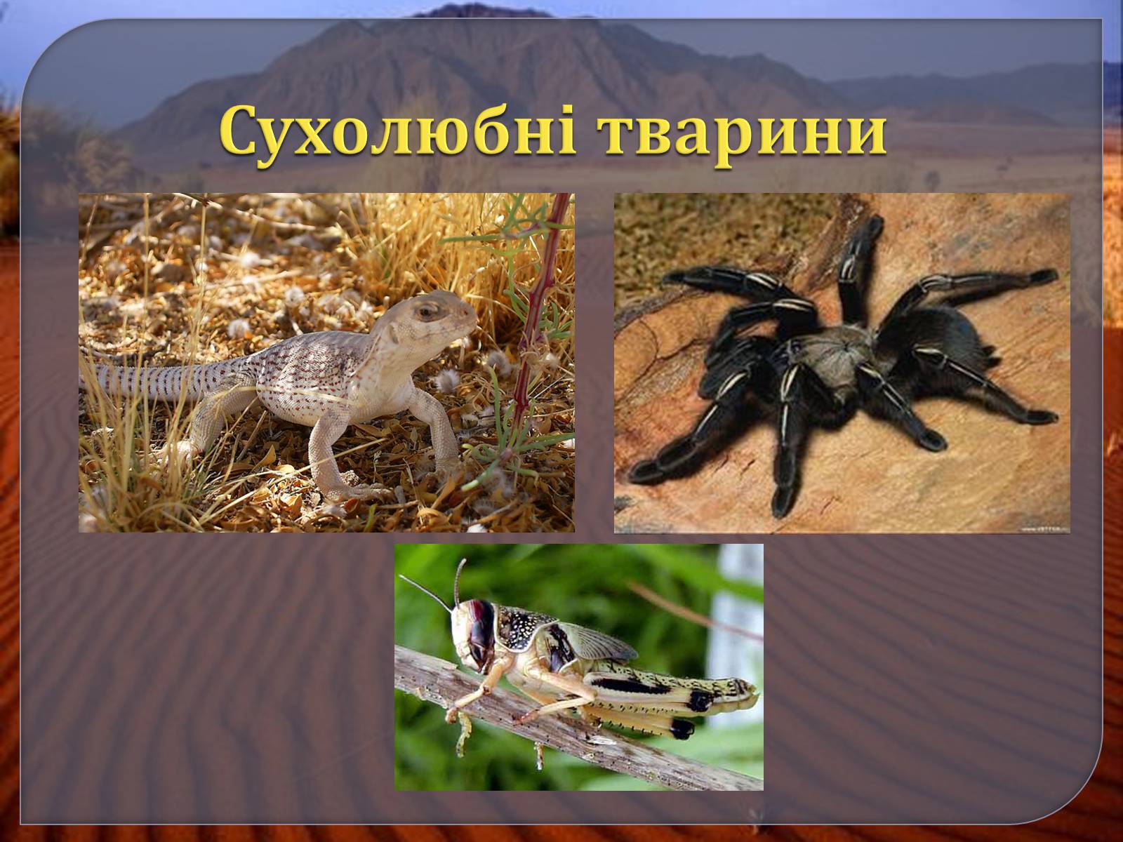 Презентація на тему «Наземно – повітряне середовище» - Слайд #26 Презентація на тему «Наземно – повітряне середовище» - Слайд #26