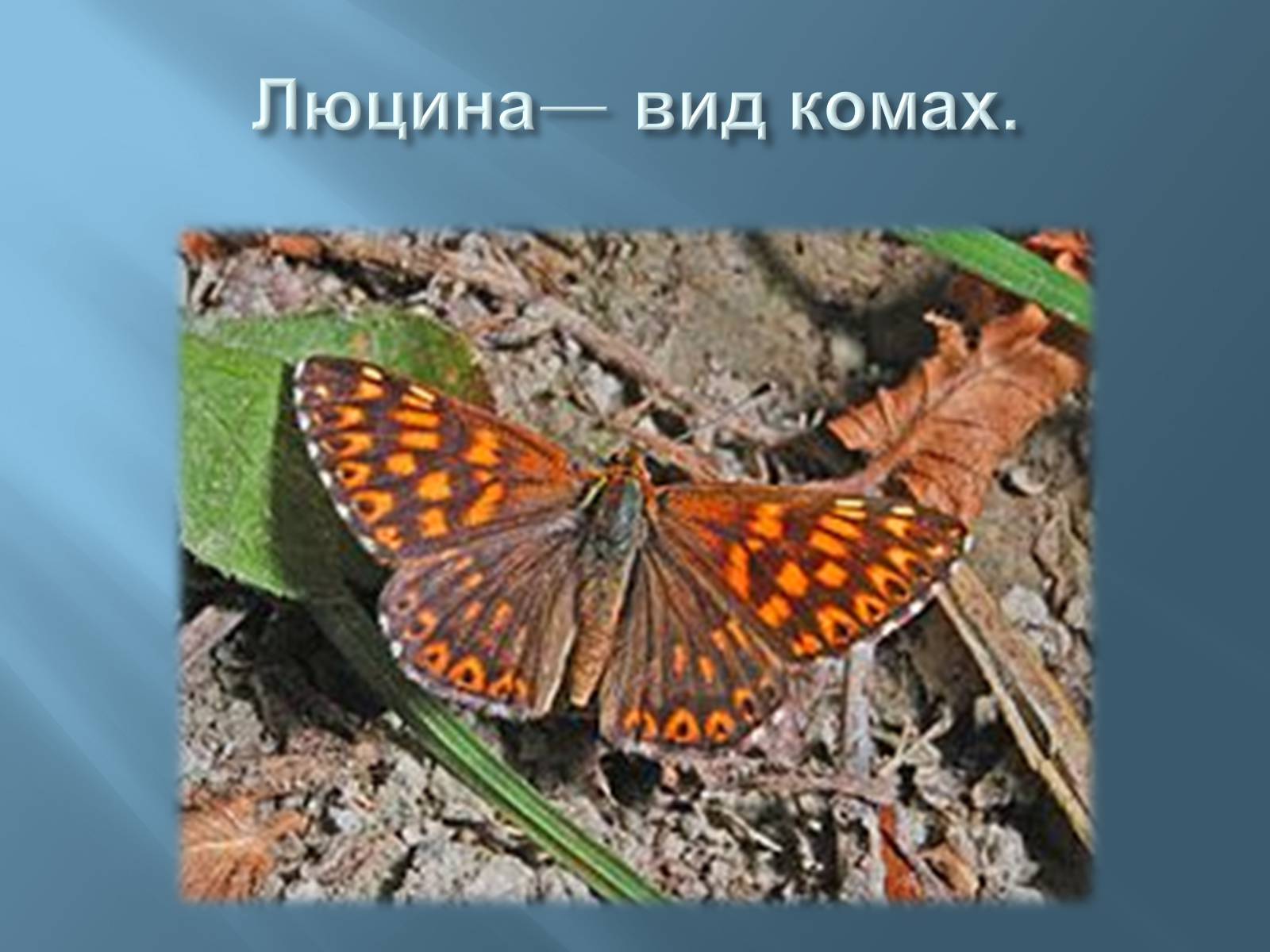 Презентація на тему «Червона книга України» (варіант 13) - Слайд #10 Презентація на тему «Червона книга України» (варіант 13) - Слайд #10