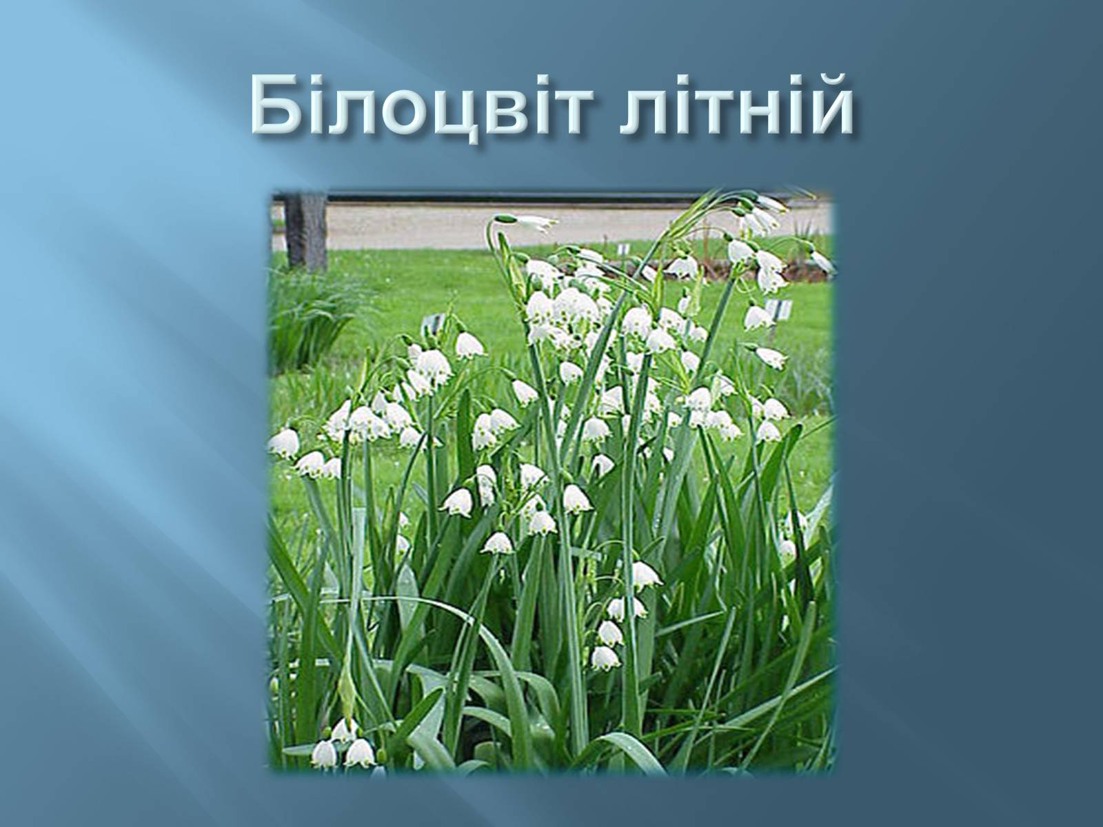 Презентація на тему «Червона книга України» (варіант 13) - Слайд #11 Презентація на тему «Червона книга України» (варіант 13) - Слайд #11
