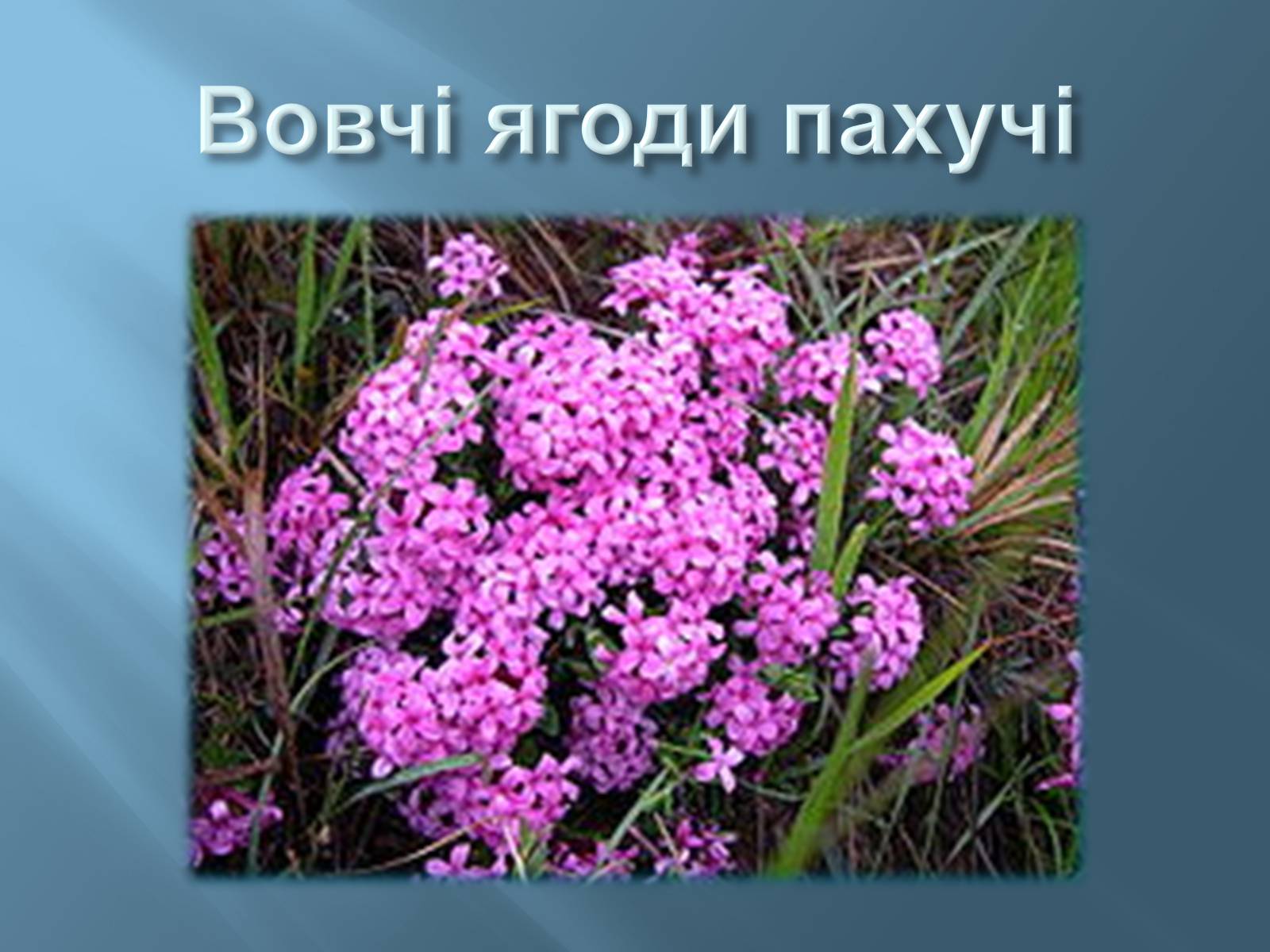 Презентація на тему «Червона книга України» (варіант 13) - Слайд #13 Презентація на тему «Червона книга України» (варіант 13) - Слайд #13
