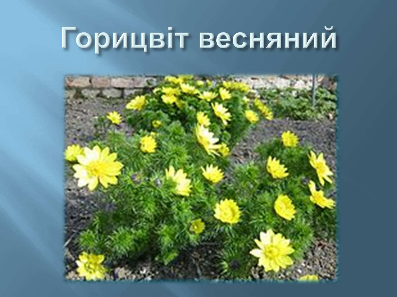 Презентація на тему «Червона книга України» (варіант 13) - Слайд #14 Презентація на тему «Червона книга України» (варіант 13) - Слайд #14