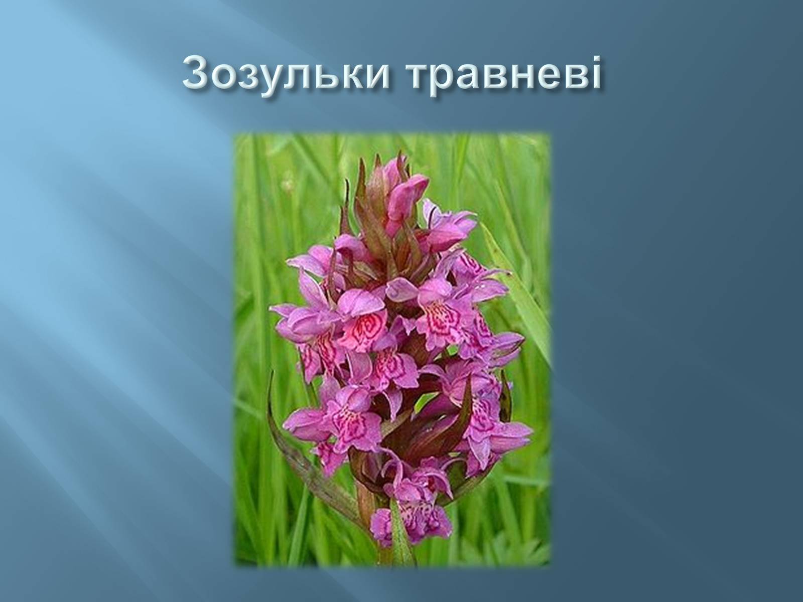 Презентація на тему «Червона книга України» (варіант 13) - Слайд #16 Презентація на тему «Червона книга України» (варіант 13) - Слайд #16