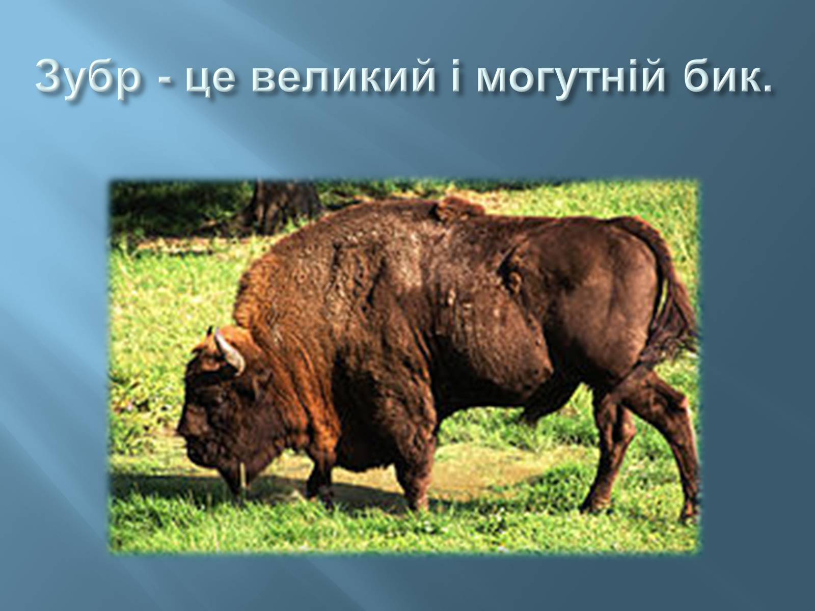 Презентація на тему «Червона книга України» (варіант 13) - Слайд #5 Презентація на тему «Червона книга України» (варіант 13) - Слайд #5