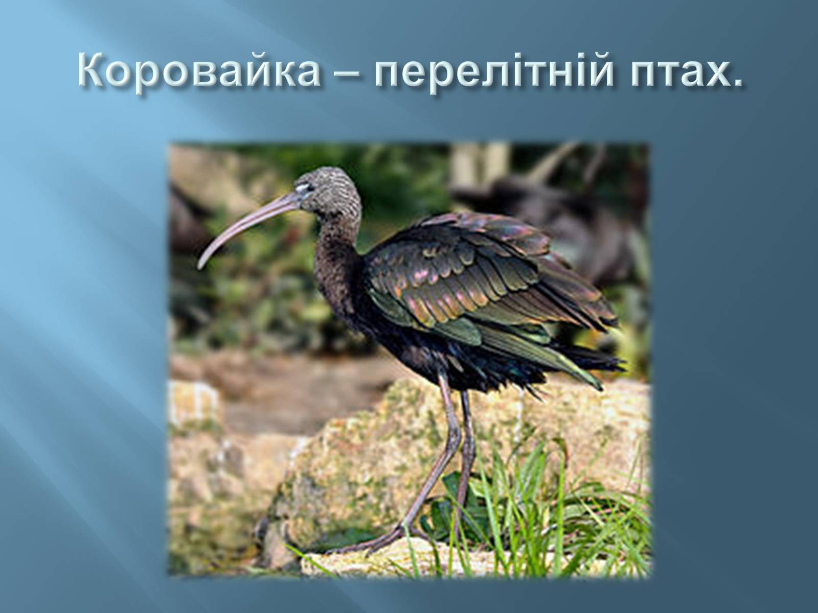 Презентація на тему «Червона книга України» (варіант 13) - Слайд #7 Презентація на тему «Червона книга України» (варіант 13) - Слайд #7