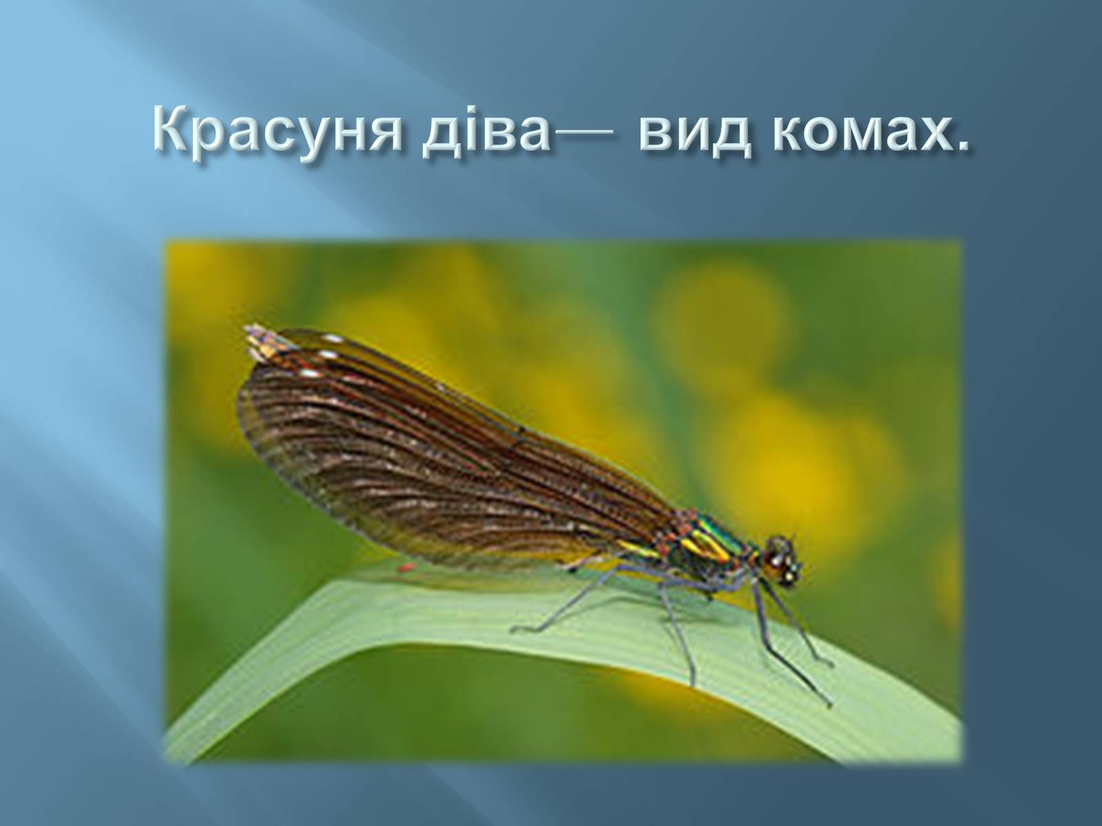 Презентація на тему «Червона книга України» (варіант 13) - Слайд #8 Презентація на тему «Червона книга України» (варіант 13) - Слайд #8