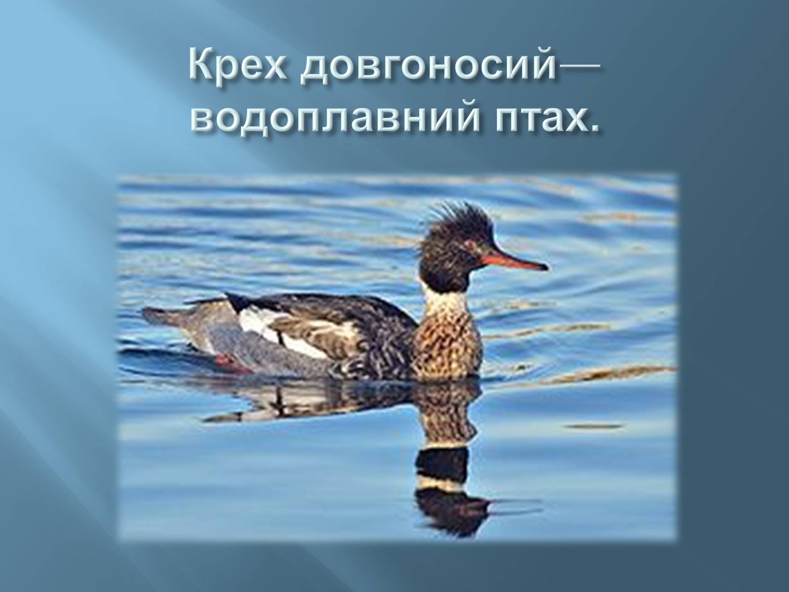 Презентація на тему «Червона книга України» (варіант 13) - Слайд #9 Презентація на тему «Червона книга України» (варіант 13) - Слайд #9