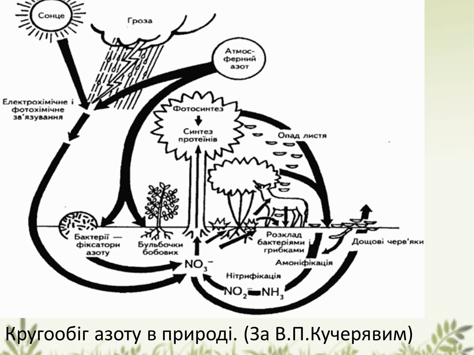 Презентація на тему «Колообіг речовин у природі» (варіант 1) - Слайд #8 Презентація на тему «Колообіг речовин у природі» (варіант 1) - Слайд #8
