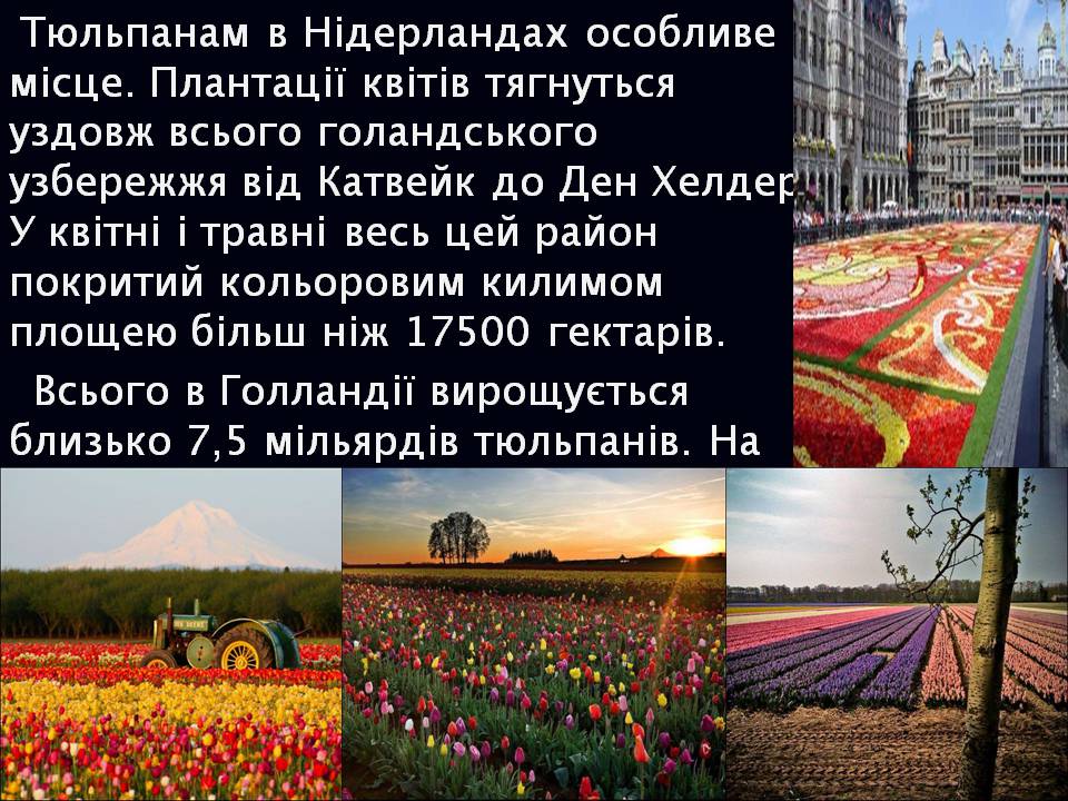 Презентація на тему «Королівство Нідерланди» (варіант 2) - Слайд #12 Презентація на тему «Королівство Нідерланди» (варіант 2) - Слайд #12