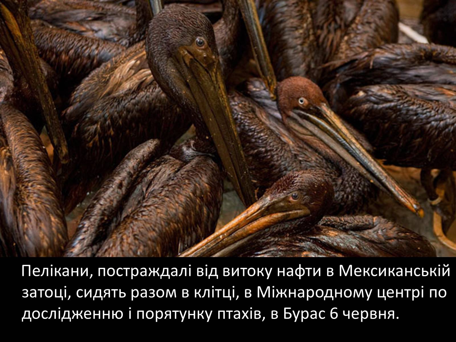 Презентація на тему «Охорона навколишнього середовища» (варіант 2) - Слайд #15 Презентація на тему «Охорона навколишнього середовища» (варіант 2) - Слайд #15