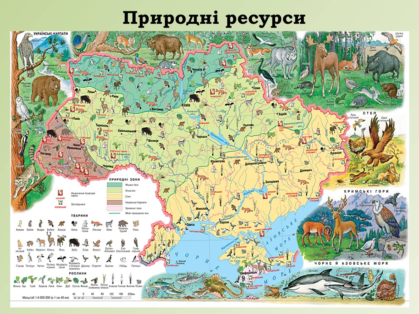 Презентація на тему «Карпатський економічний район» (варіант 1) - Слайд #10 Презентація на тему «Карпатський економічний район» (варіант 1) - Слайд #10