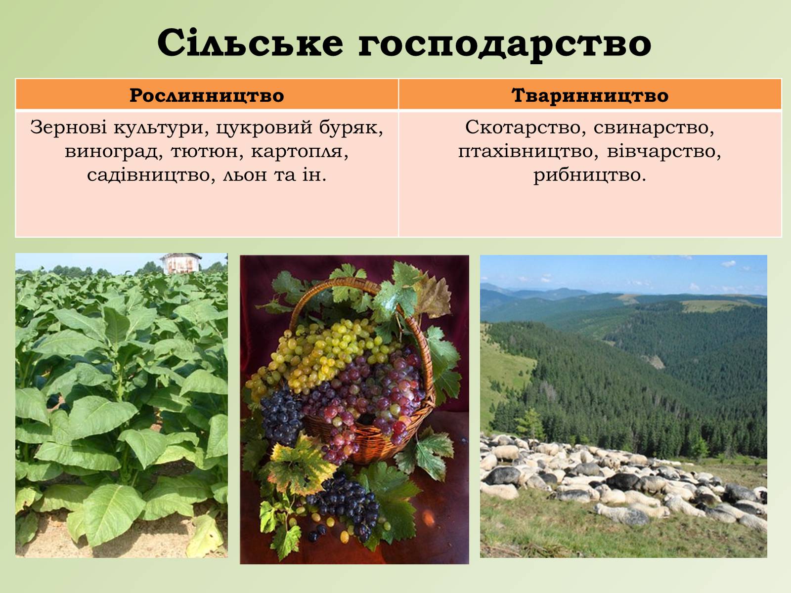 Презентація на тему «Карпатський економічний район» (варіант 1) - Слайд #21 Презентація на тему «Карпатський економічний район» (варіант 1) - Слайд #21