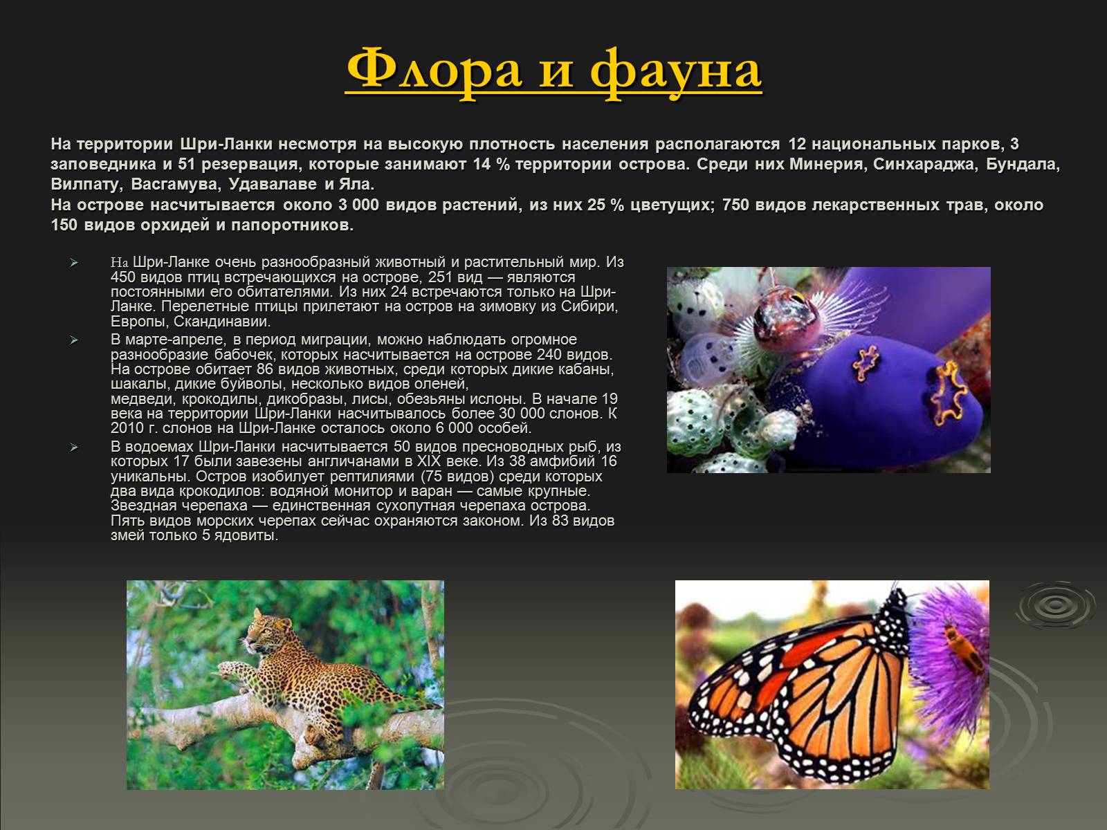 Презентація на тему «Флора и фауна Шри-Ланки» - Слайд #3 Презентація на тему «Флора и фауна Шри-Ланки» - Слайд #3