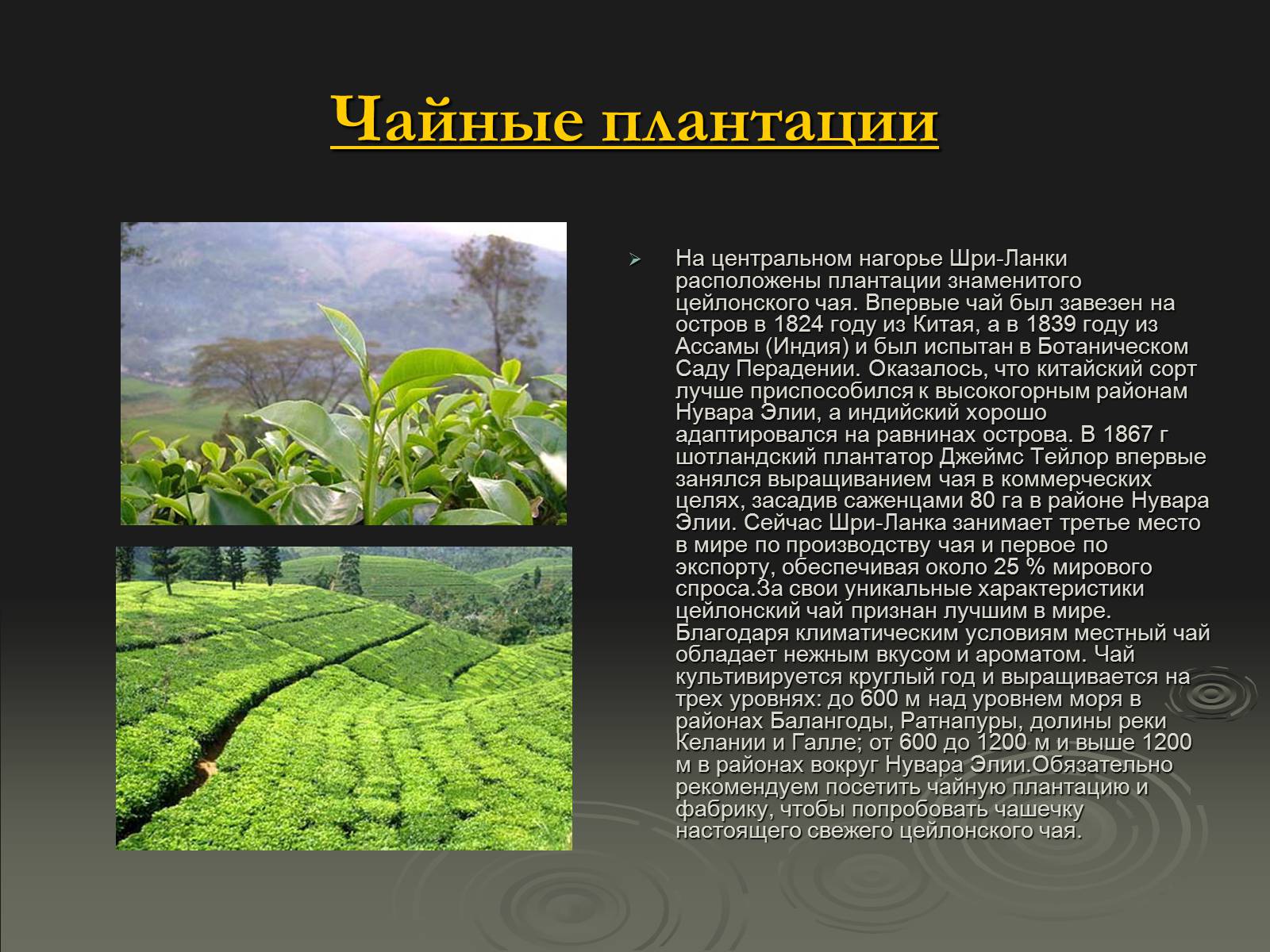 Презентація на тему «Флора и фауна Шри-Ланки» - Слайд #5 Презентація на тему «Флора и фауна Шри-Ланки» - Слайд #5