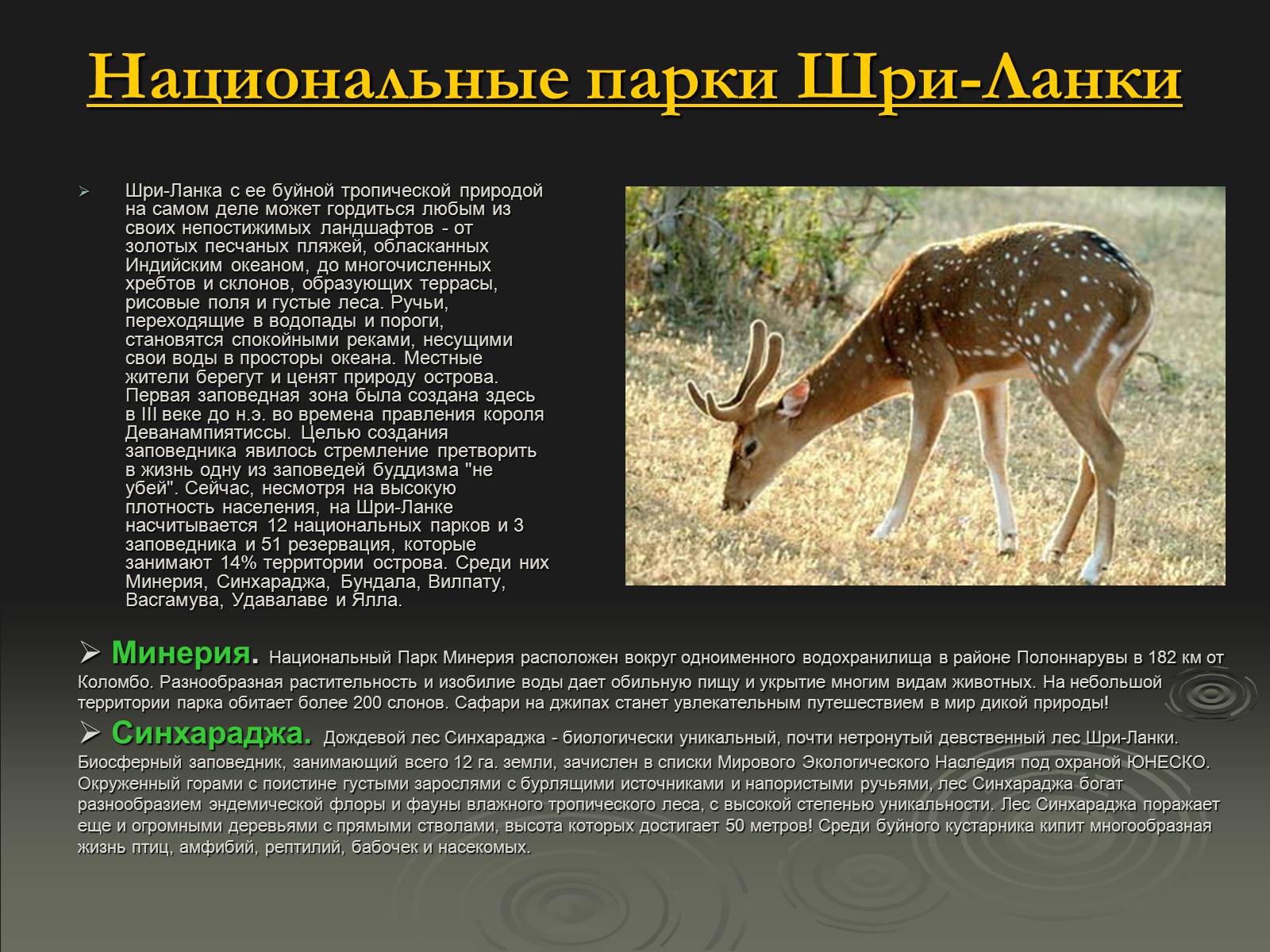 Презентація на тему «Флора и фауна Шри-Ланки» - Слайд #6 Презентація на тему «Флора и фауна Шри-Ланки» - Слайд #6