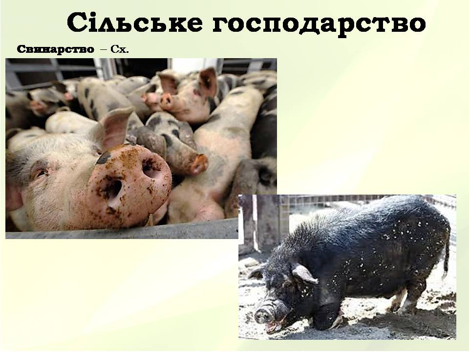 Презентація на тему «Китайська Народна Республіка» (варіант 5) - Слайд #31 Презентація на тему «Китайська Народна Республіка» (варіант 5) - Слайд #31