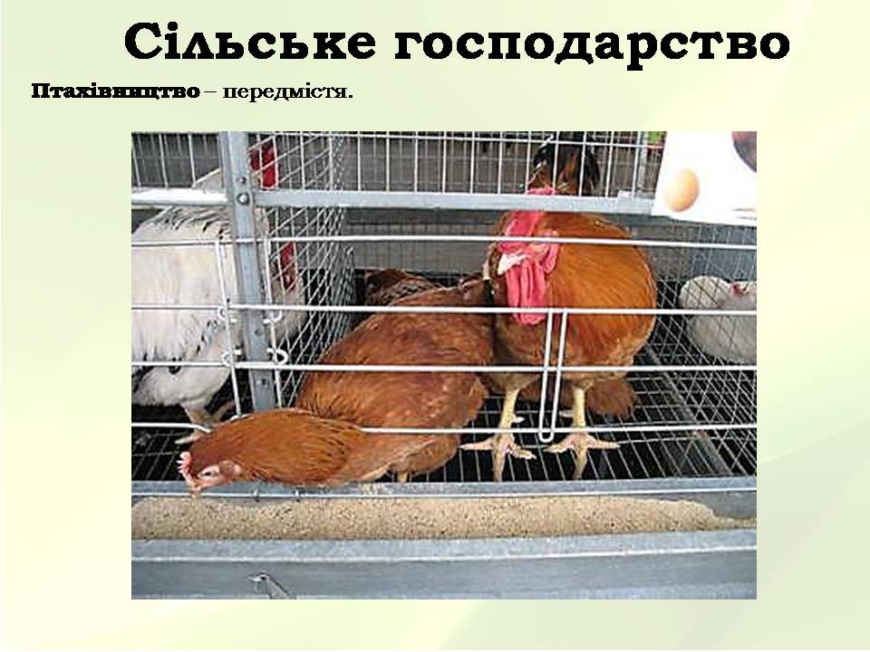 Презентація на тему «Китайська Народна Республіка» (варіант 5) - Слайд #32 Презентація на тему «Китайська Народна Республіка» (варіант 5) - Слайд #32