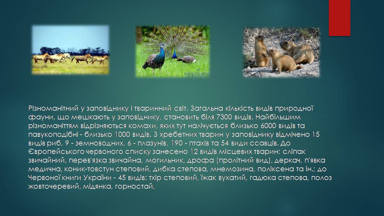 Презентація на тему «Заповідна мережа України» (варіант 7) - Слайд #7 Презентація на тему «Заповідна мережа України» (варіант 7) - Слайд #7