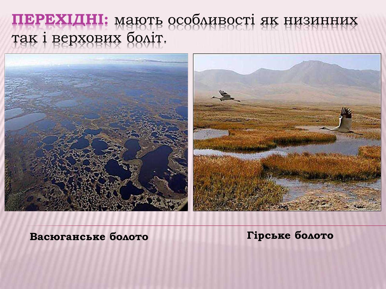 Презентація на тему «Болота та Льодовики» (варіант 2) - Слайд #8 Презентація на тему «Болота та Льодовики» (варіант 2) - Слайд #8