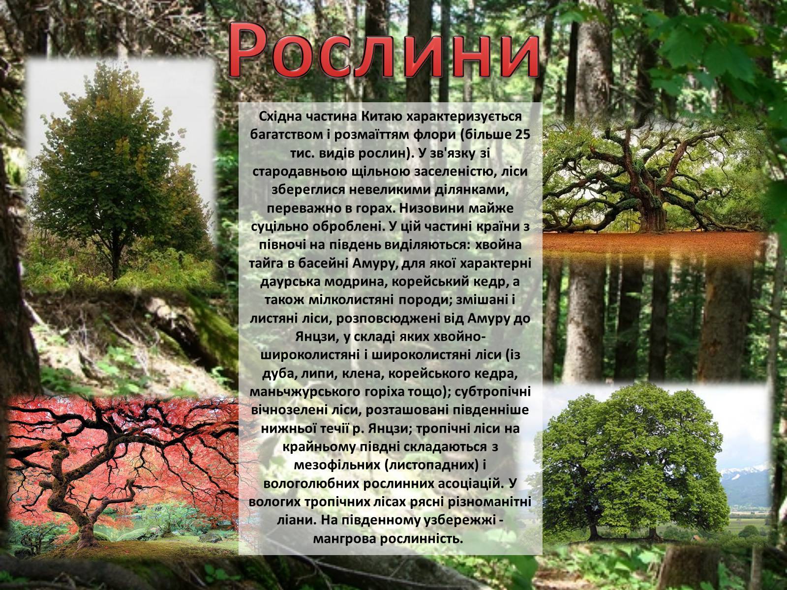 Презентація на тему «Китайська Народна Республіка» (варіант 3) - Слайд #13 Презентація на тему «Китайська Народна Республіка» (варіант 3) - Слайд #13