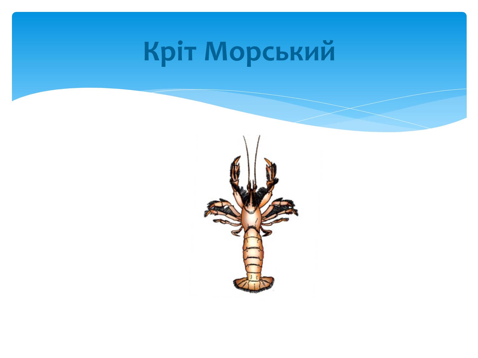 Презентація на тему «Казантипський природний заповідник» - Слайд #16 Презентація на тему «Казантипський природний заповідник» - Слайд #16