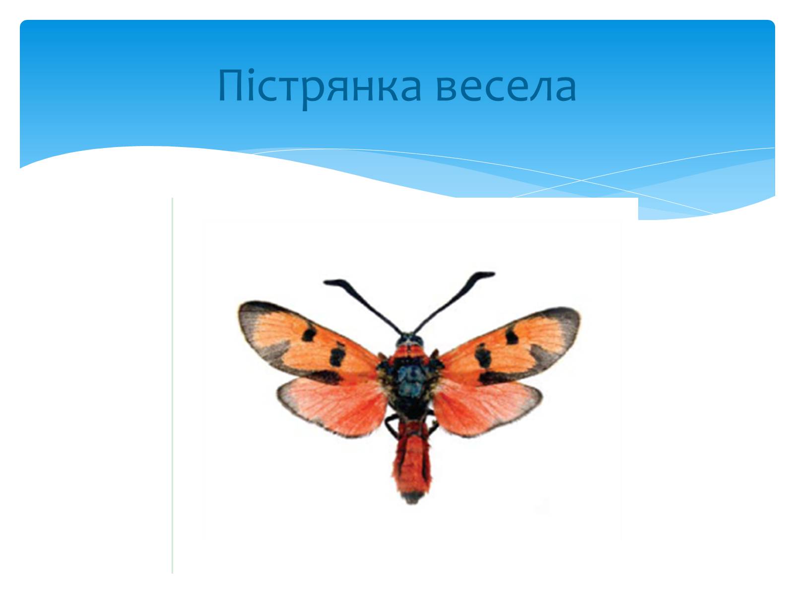 Презентація на тему «Казантипський природний заповідник» - Слайд #20 Презентація на тему «Казантипський природний заповідник» - Слайд #20