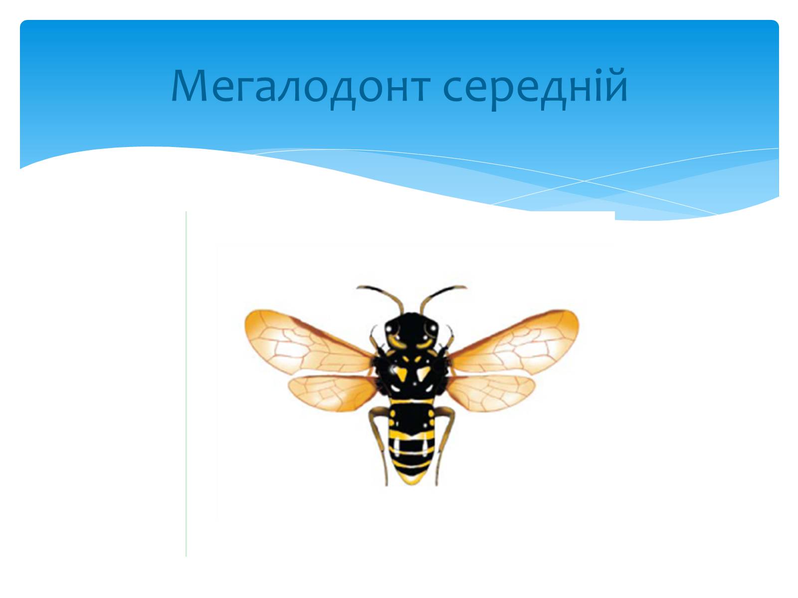 Презентація на тему «Казантипський природний заповідник» - Слайд #22 Презентація на тему «Казантипський природний заповідник» - Слайд #22