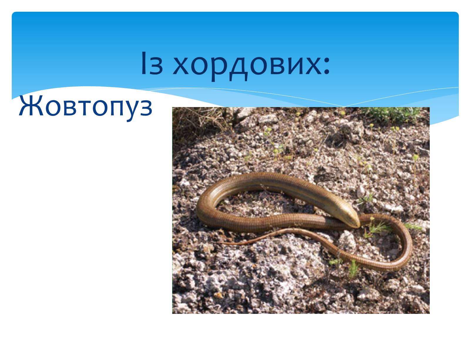 Презентація на тему «Казантипський природний заповідник» - Слайд #24 Презентація на тему «Казантипський природний заповідник» - Слайд #24