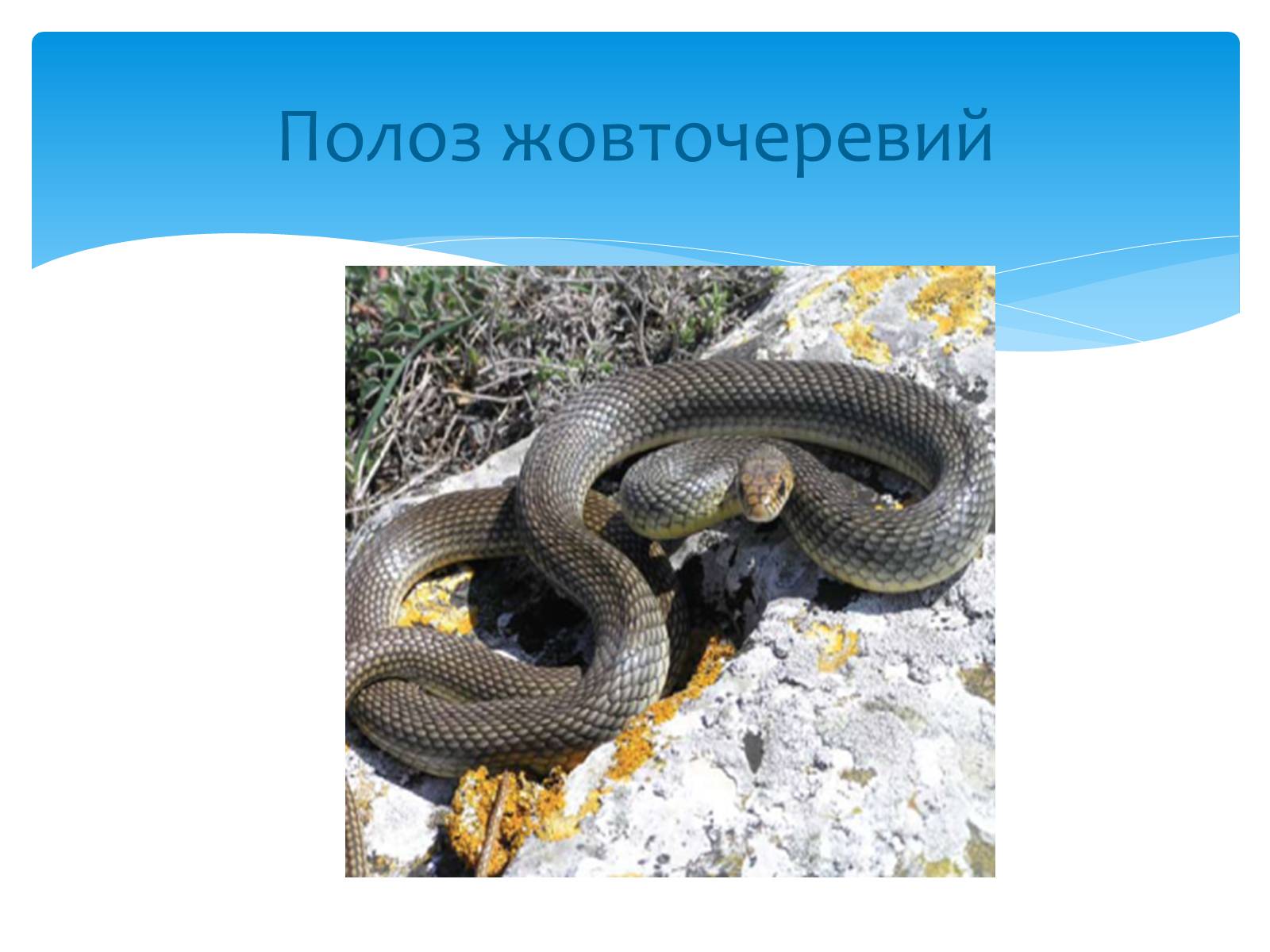 Презентація на тему «Казантипський природний заповідник» - Слайд #25 Презентація на тему «Казантипський природний заповідник» - Слайд #25