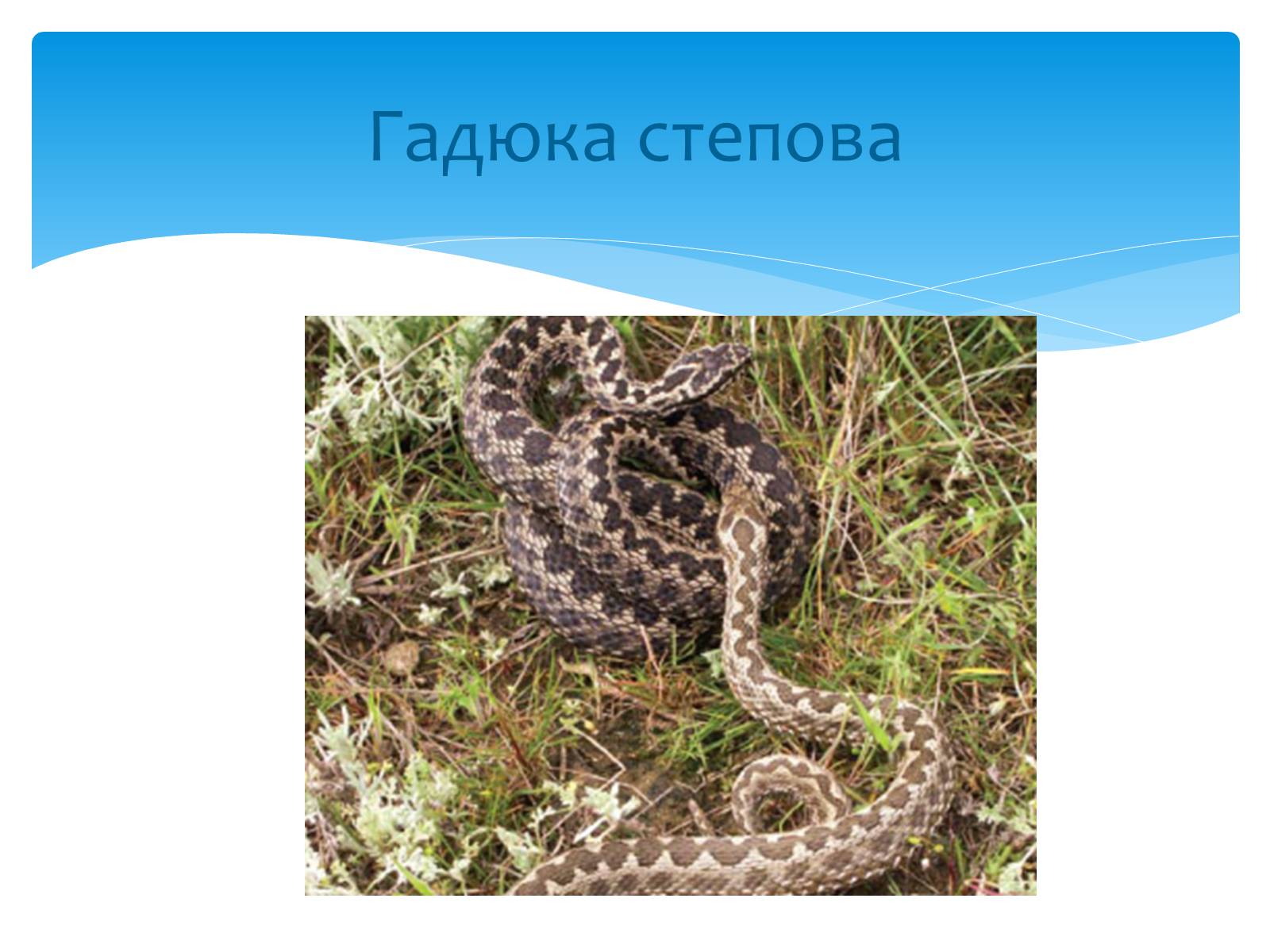 Презентація на тему «Казантипський природний заповідник» - Слайд #26 Презентація на тему «Казантипський природний заповідник» - Слайд #26