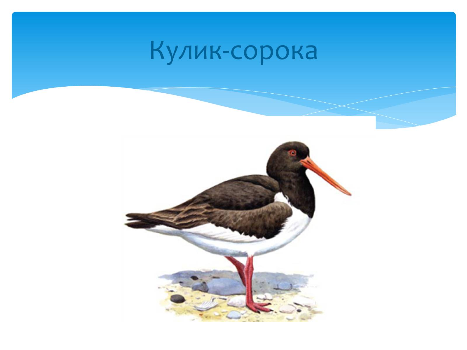 Презентація на тему «Казантипський природний заповідник» - Слайд #27 Презентація на тему «Казантипський природний заповідник» - Слайд #27