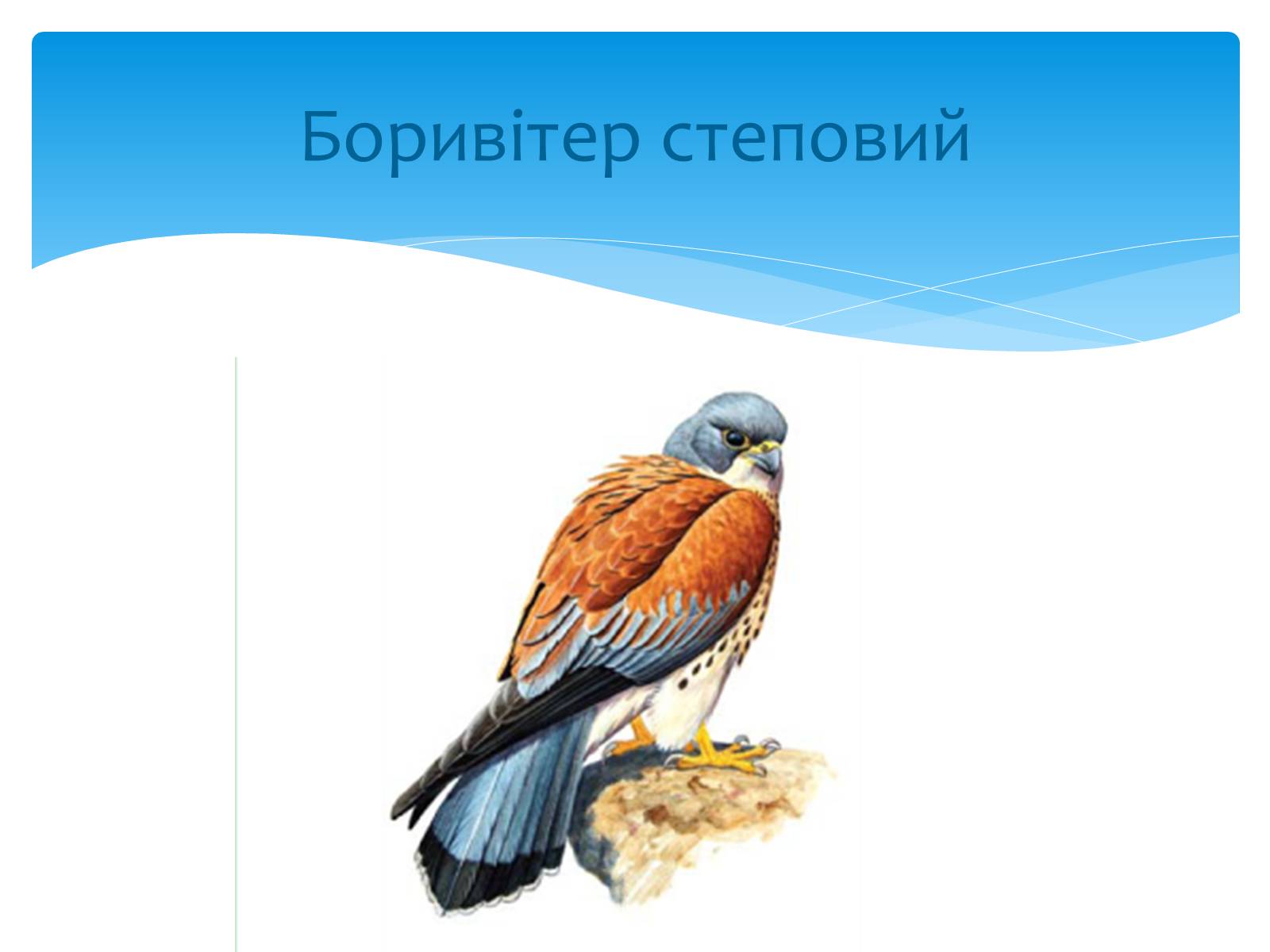 Презентація на тему «Казантипський природний заповідник» - Слайд #29 Презентація на тему «Казантипський природний заповідник» - Слайд #29