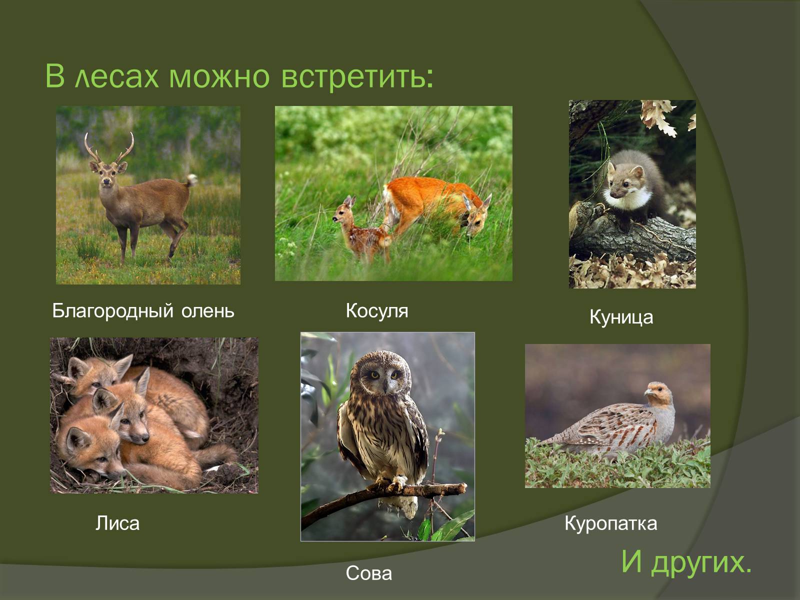 Презентація на тему «Королевство Бельгия» - Слайд #13 Презентація на тему «Королевство Бельгия» - Слайд #13