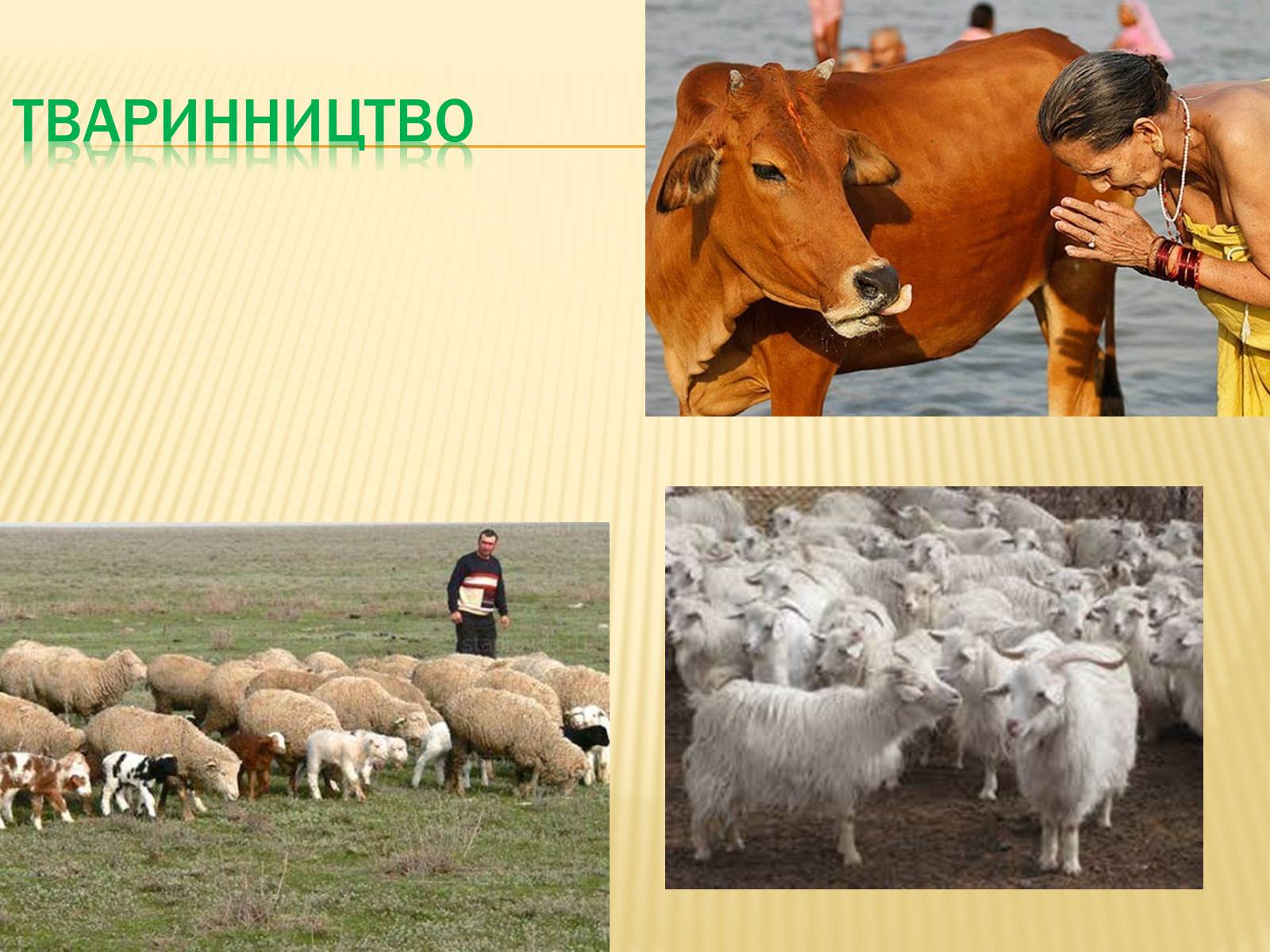 Презентація на тему «Індія» (варіант 21) - Слайд #17 Презентація на тему «Індія» (варіант 21) - Слайд #17