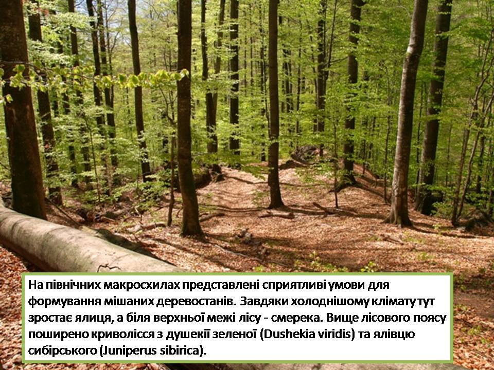 Презентація на тему «Карпатський біосферний заповідник» (варіант 5) - Слайд #15 Презентація на тему «Карпатський біосферний заповідник» (варіант 5) - Слайд #15
