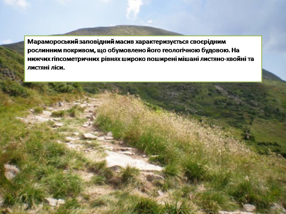 Презентація на тему «Карпатський біосферний заповідник» (варіант 5) - Слайд #17 Презентація на тему «Карпатський біосферний заповідник» (варіант 5) - Слайд #17