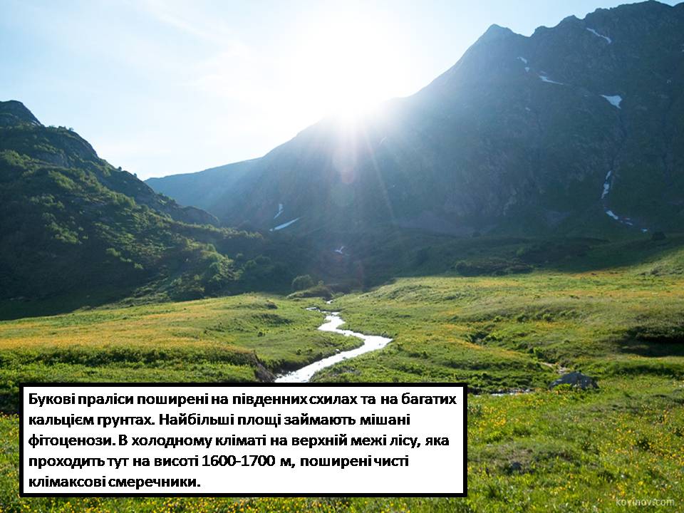 Презентація на тему «Карпатський біосферний заповідник» (варіант 5) - Слайд #18 Презентація на тему «Карпатський біосферний заповідник» (варіант 5) - Слайд #18