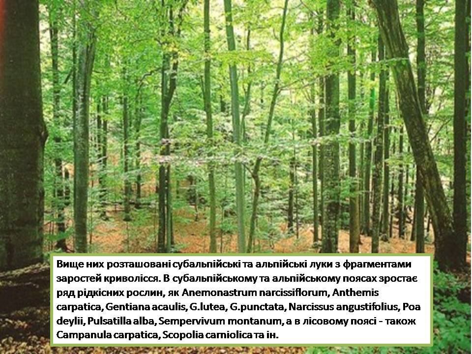 Презентація на тему «Карпатський біосферний заповідник» (варіант 5) - Слайд #19 Презентація на тему «Карпатський біосферний заповідник» (варіант 5) - Слайд #19