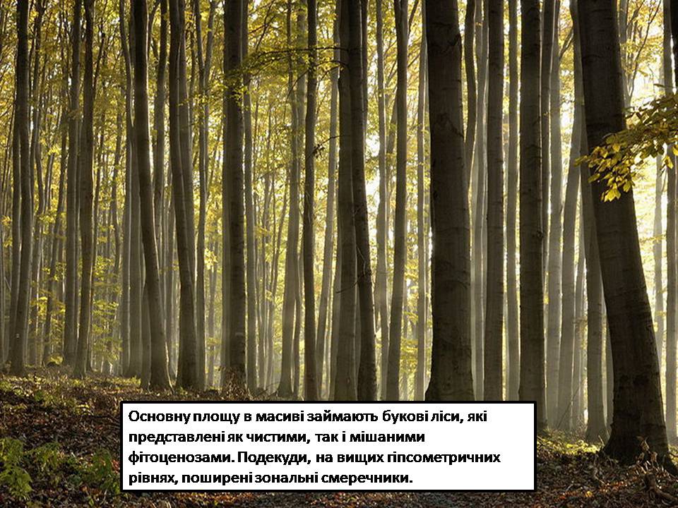 Презентація на тему «Карпатський біосферний заповідник» (варіант 5) - Слайд #21 Презентація на тему «Карпатський біосферний заповідник» (варіант 5) - Слайд #21