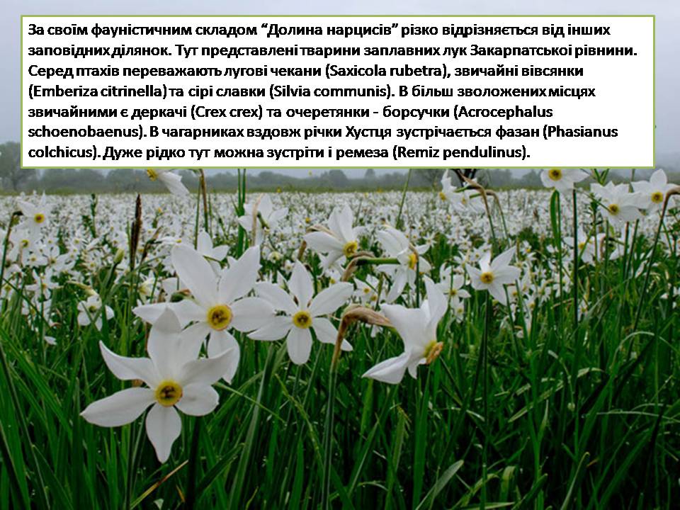 Презентація на тему «Карпатський біосферний заповідник» (варіант 5) - Слайд #28 Презентація на тему «Карпатський біосферний заповідник» (варіант 5) - Слайд #28