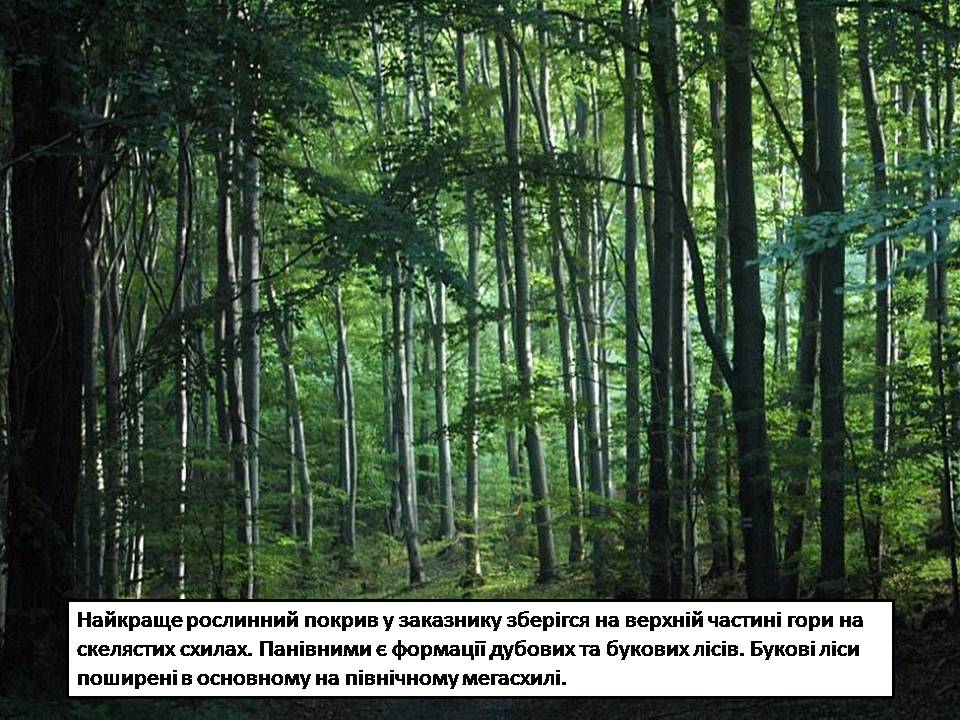 Презентація на тему «Карпатський біосферний заповідник» (варіант 5) - Слайд #31 Презентація на тему «Карпатський біосферний заповідник» (варіант 5) - Слайд #31