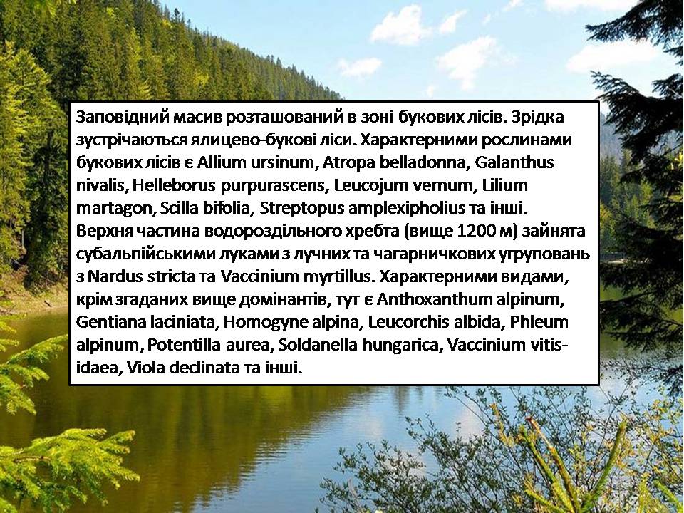 Презентація на тему «Карпатський біосферний заповідник» (варіант 5) - Слайд #37 Презентація на тему «Карпатський біосферний заповідник» (варіант 5) - Слайд #37