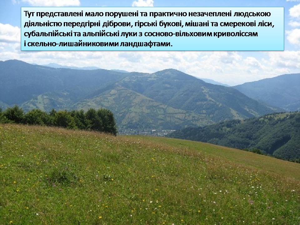 Презентація на тему «Карпатський біосферний заповідник» (варіант 5) - Слайд #6 Презентація на тему «Карпатський біосферний заповідник» (варіант 5) - Слайд #6