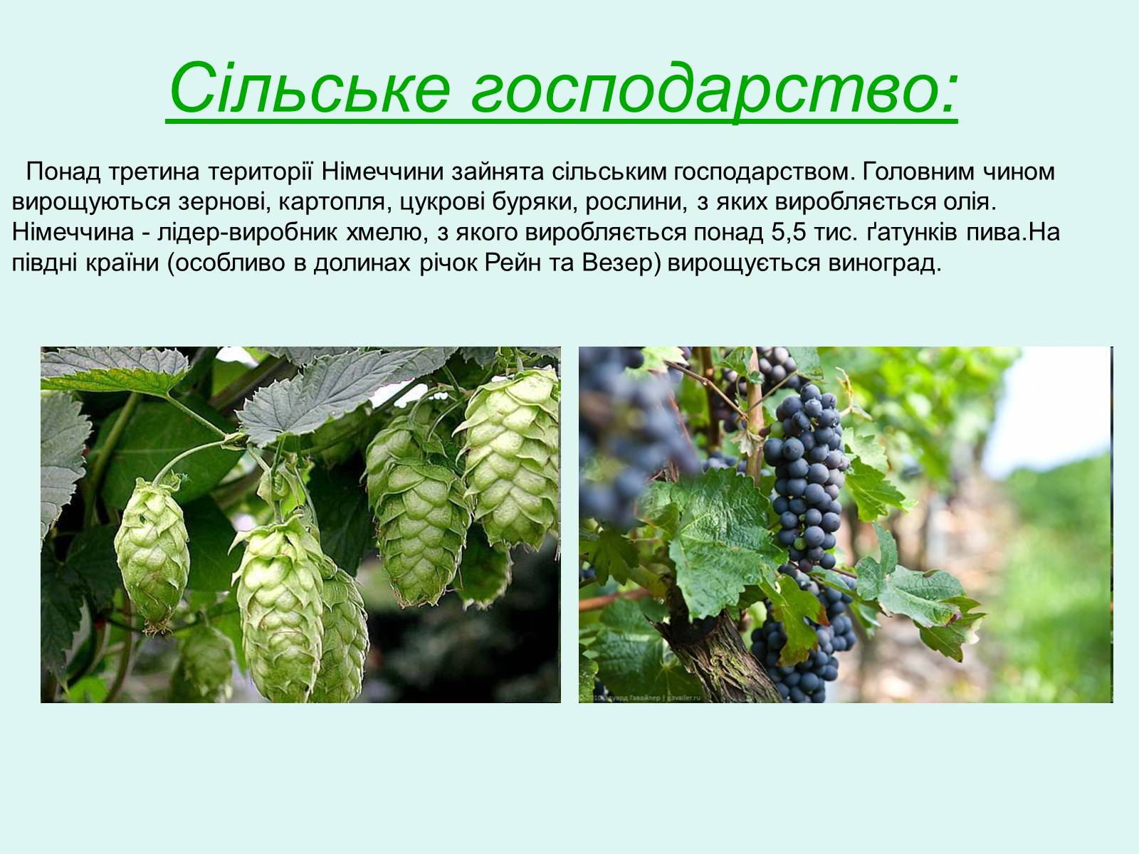 Презентація на тему «Нiмеччина» - Слайд #7 Презентація на тему «Нiмеччина» - Слайд #7