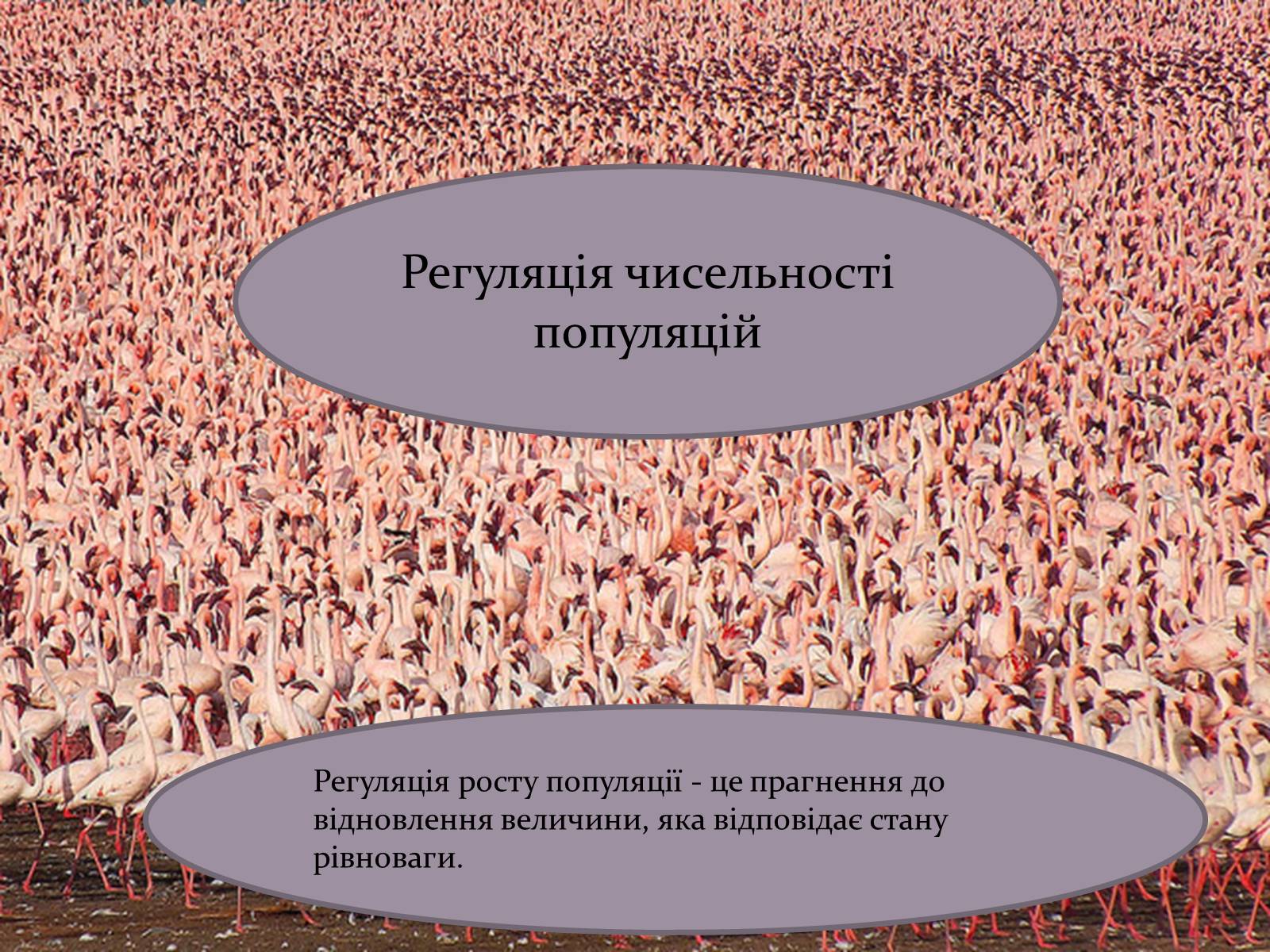 Презентація на тему «Регуляція чисельності популяцій» - Слайд #1 Презентація на тему «Регуляція чисельності популяцій» - Слайд #1