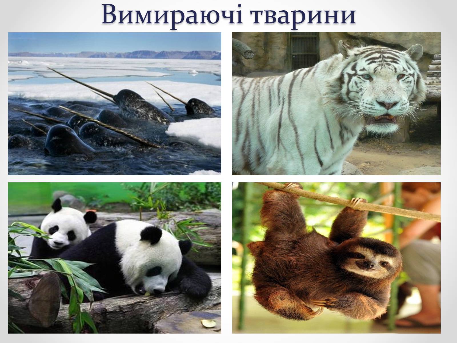 Презентація на тему «Регуляція чисельності популяцій» - Слайд #11 Презентація на тему «Регуляція чисельності популяцій» - Слайд #11