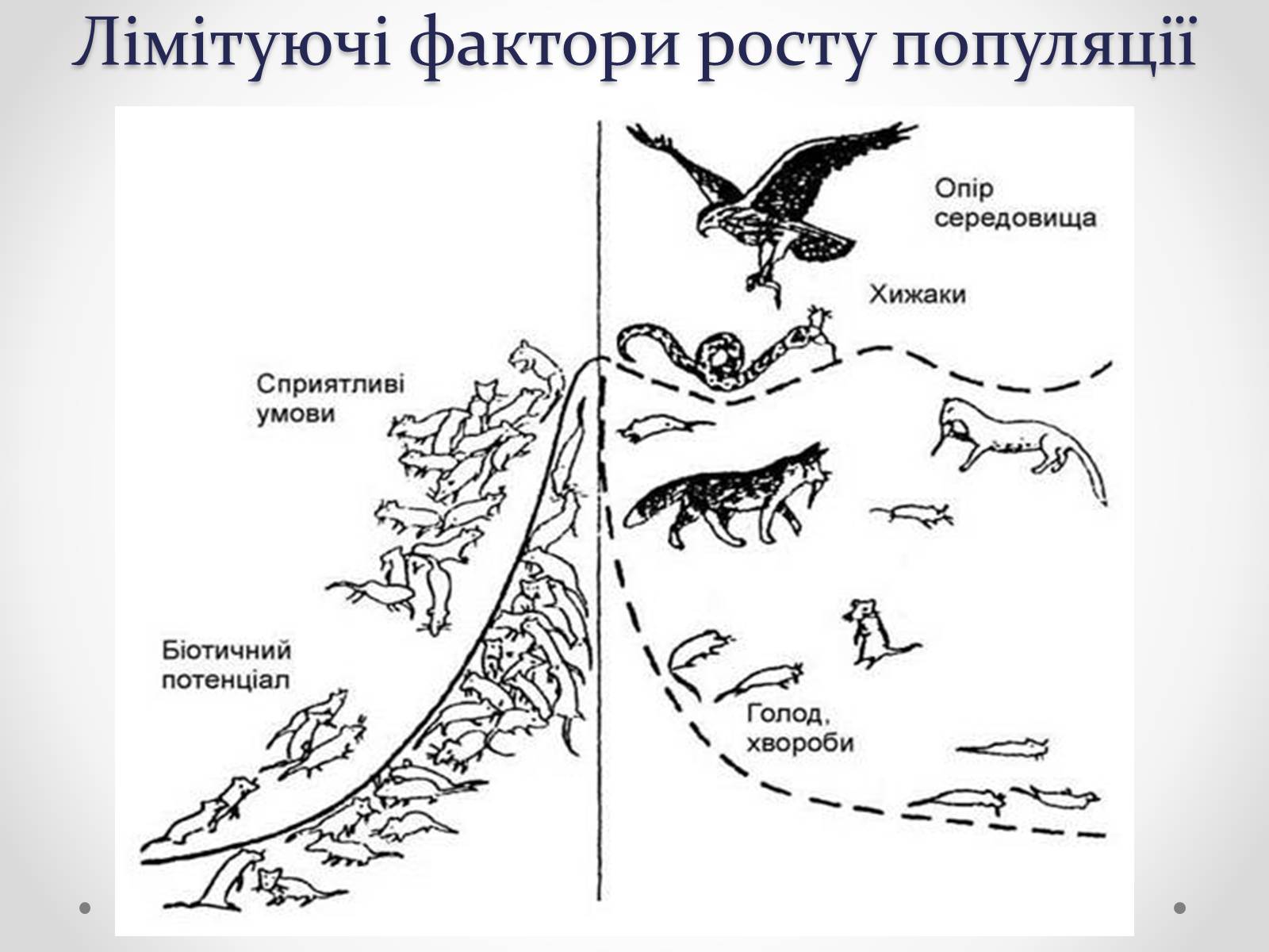 Презентація на тему «Регуляція чисельності популяцій» - Слайд #8 Презентація на тему «Регуляція чисельності популяцій» - Слайд #8