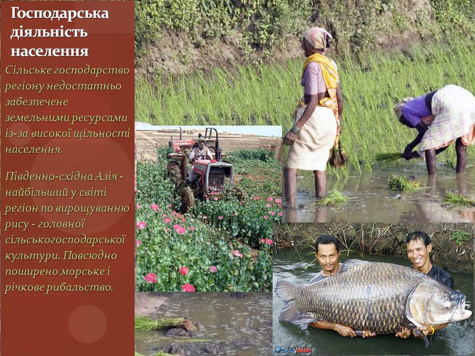 Презентація на тему «Південно-східна Азія» - Слайд #16 Презентація на тему «Південно-східна Азія» - Слайд #16