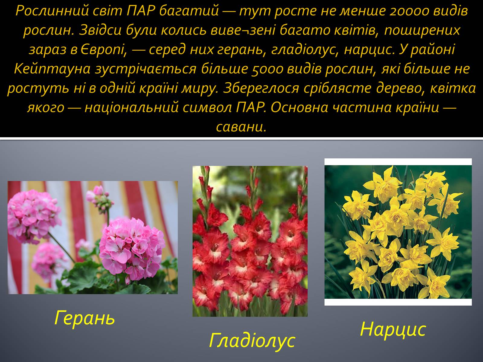 Презентація на тему «Південно-Африканська Республіка» (варіант 3) - Слайд #6 Презентація на тему «Південно-Африканська Республіка» (варіант 3) - Слайд #6